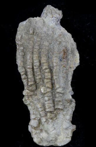 Detailed Fossil Crinoid (Dasciocrinus) - Alabama #58260